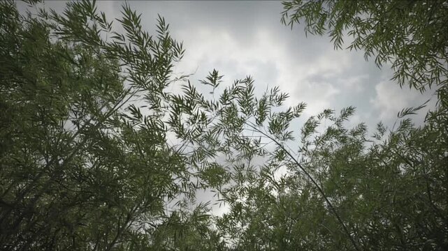 Cinematic rural field timelapse background with willow branch, tree foliage and leaf textures beneath cloudy sky, creating tranquil natural atmosphere for peaceful landscape scenery footage