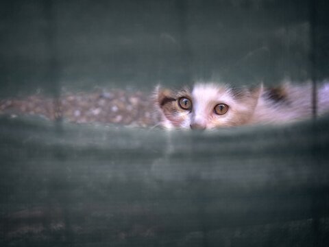 Lost kitten looks curiously through a hole in the fence. Horizontal image with selective focus. 