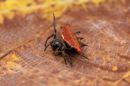 A close-up of a brightly colored spiny orb-weaver spider on a leaf.