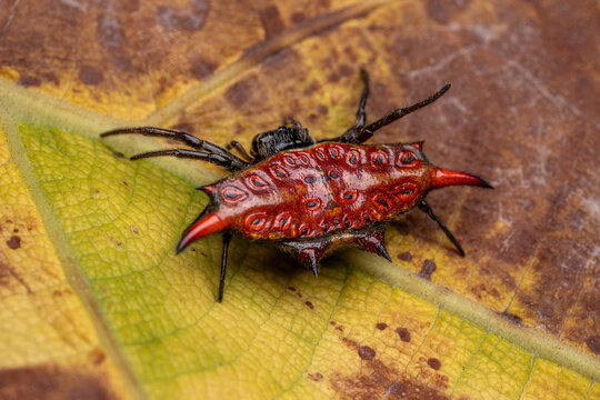 A close-up of a brightly colored spiny orb-weaver spider on a leaf.
