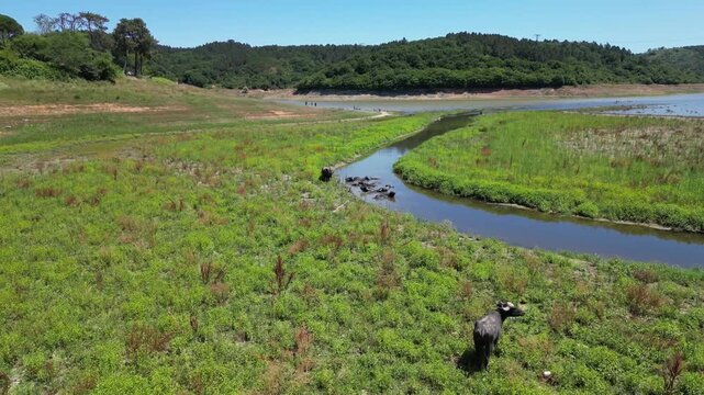 Herd of water buffalo cool off in stream near dried lake with forest background aerial drone view.
