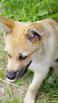 A adorable young light brown mixed breed puppy looks up with open mouth and attentive eyes while sitting on green grass.