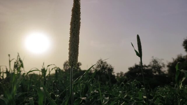 Millet Crop in Field at Sunset