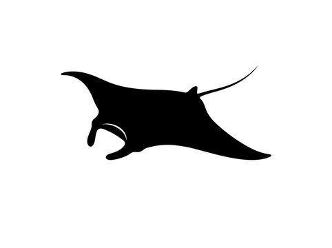 Manta ray silhouette, swimming marine stingray ocean wildlife vector icon