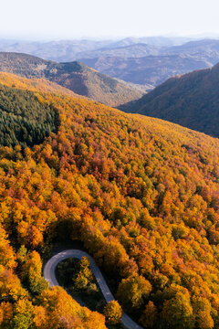 Drone perspective of a winding serpentine forest road during peak autumn foliage season