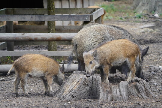 Wild boar (Sus scrofa), also referred to in hunting terminology as Schwarzwild (black game) or Schwarzkittel (black coat). Hanover &ndash; Tiergarten, Germany.