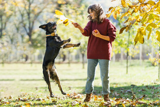 Woman playing with her dog in an autumn park