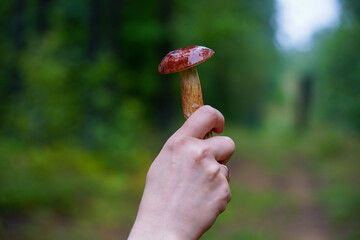 Hand Holding Fresh Porcini Mushroom in Forest © EVGENII