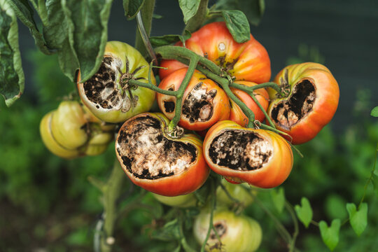 Rotting tomatoes on vine showing crop disease and garden loss