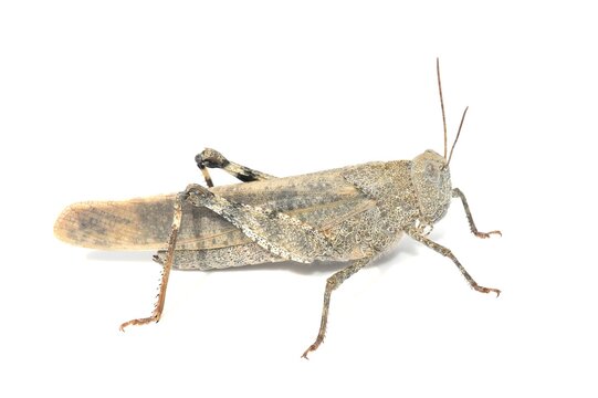 Gray Carolina locust grasshopper isolated on white background