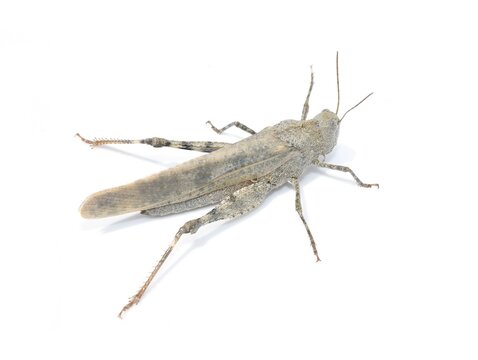 Gray Carolina locust grasshopper isolated on white background