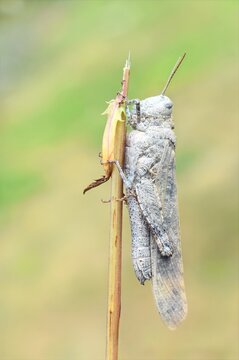 Carolina locust grasshopper clinging vertically to a dry plant stem