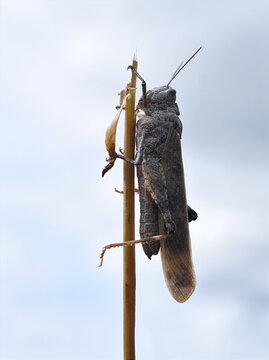 Carolina locust grasshopper clinging vertically to a dry plant stem