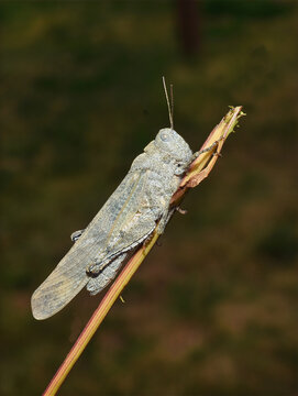 Carolina locust grasshopper clinging vertically to a dry plant stem