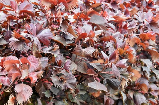Full frame texture of reddish brown acalypha wilkesiana copperleaf leaves