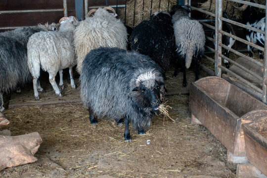 Flock of sheep and rams in a rustic wooden barn eating hay on a farm