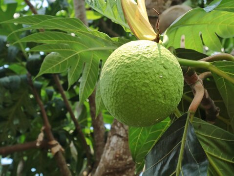 Close up of a fresh green breadfruit growing naturally on its tree branch surrounded by large leaves in a tropical garden. Raw organic exotic fruit hanging outdoors on sunny day 