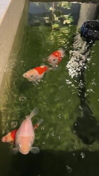 Curious Japanese tamasaba goldfish swim peacefully inside clear outdoor pond water with air bubble details showing cheerful aquatic animal pet life