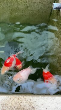 Colorful tamasaba goldfish swimming near clear pond water surface showing lively playful aquatic pet fish in serene outdoor garden