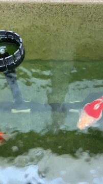 Beautiful colorful tamasaba goldfish swimming gracefully in green outdoor pond water with peaceful serene motion under bright sunlight