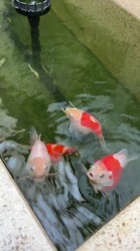 Graceful Colorful Japanese Tamasaba Goldfish Swimming Happily in Clear Outdoor Garden Pond Water Creating Peaceful Aquatic Pet Scene