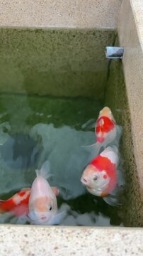 Playful tamasaba goldfish swim smoothly inside clear outdoor stone pond water showing calm serenity, vibrant red scales, and lively fish vitality