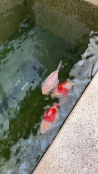 Graceful tamasaba goldfish swimming happily in clear garden pond water showing calm peaceful vitality near stone edge under daylight