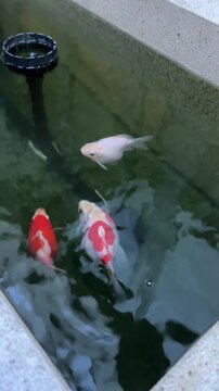 Graceful tamasaba goldfish swim peacefully in clear outdoor pond water near fountain skimmer showing serene calm Japanese aquatic garden beauty