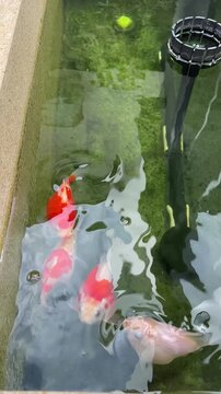 Serene Japanese tamasaba goldfish swim peacefully in clean clear garden pond water creating gentle ripple with natural aquatic beauty