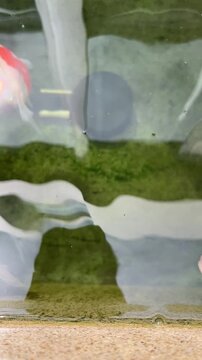 Peaceful tamasaba goldfish swimming lively in clear aquatic water pond showing vibrant orange pet motion above lush green moss