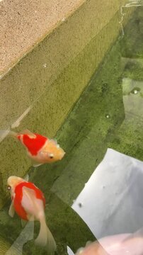 Japanese red tamasaba goldfish swimming peacefully in clear outdoor garden pond water with graceful calm vibrant aquatic pet fish beauty