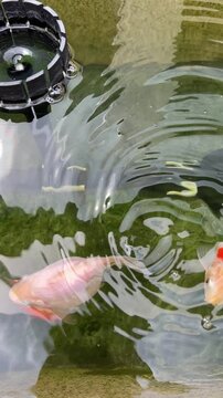 Graceful tamasaba goldfish swimming in clear pond water with colorful reflection, peaceful vitality, and serene aquatic life scene