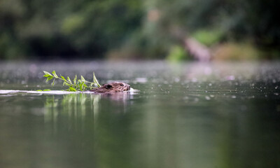 Beaver Swimming © Arran