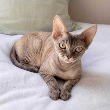 Devon Rex cat with large ears and green eyes lying on a white blanket