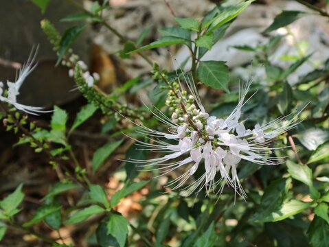 Blooming white cat whiskers flower (Orthosiphon aristatus) in a tropical garden. Fresh herbal medicinal plant growing naturally outdoors with lush green leaves and bright sunlight background