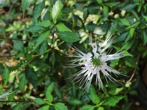 Blooming white cat whiskers flower (Orthosiphon aristatus) in a tropical garden. Fresh herbal medicinal plant growing naturally outdoors with lush green leaves and bright sunlight background