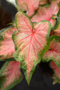 The heart-shaped pink leaves of an elephant ear plant feature distinctive green margins and dark red veins - latin name - Caladium bicolor