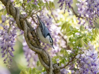 Fototapeta premium A white-breasted nuthatch perched on a gnarled, twisting branch of a blooming wisteria vine with purple flowers and green leaves in a natural outdoor setting.