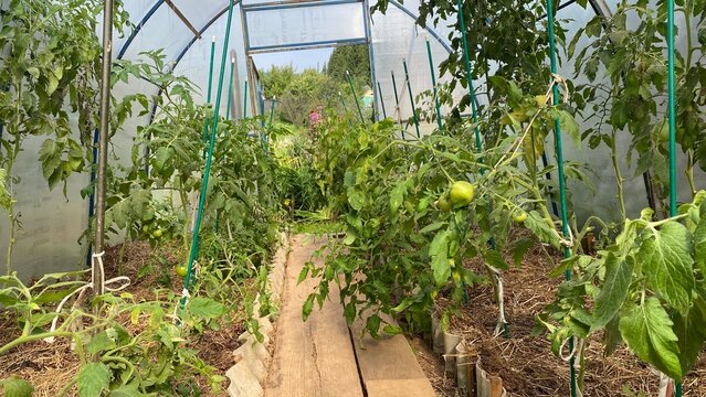 Green tomato plants growing inside a garden greenhouse with unripe fruit