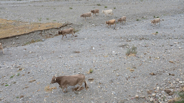 Grupo de vacas atraviesan rambla seca