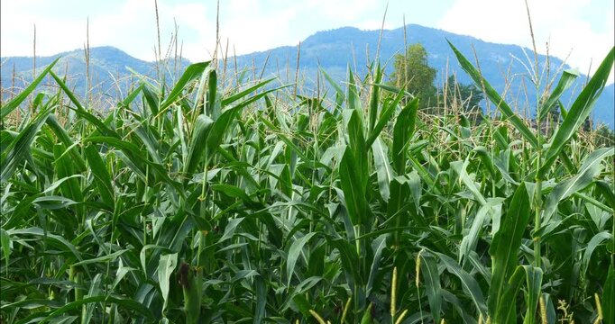 Corn fields before the fall harvest. maize,