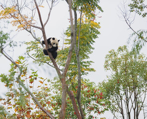 Giant pandas sleeping  in the zoo © lzf