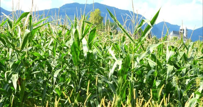 Corn fields before the fall harvest. maize,