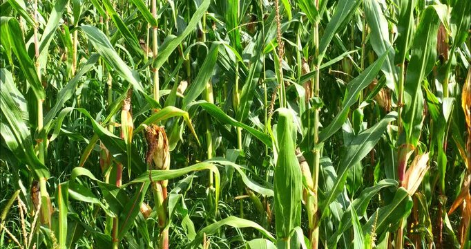 Corn fields before the fall harvest. maize,