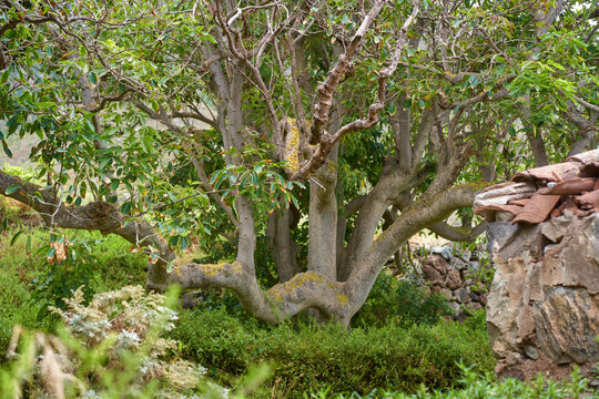 White sapote tree at hacienda, Tenerife