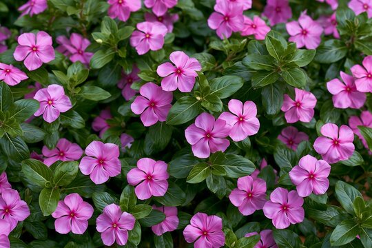 Full frame floral texture of vibrant pink periwinkle flowers, botanical wallpaper pattern featuring fresh vinca blossoms
