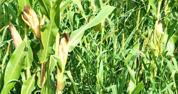 Corn fields before the fall harvest. maize,
