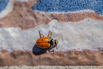 A ladybug shot from above against a colorful floor © Marco Taliani