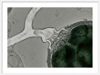 Obraz premium Fungal hypha penetrating algal cell under microscope, showcasing intricate details and textures