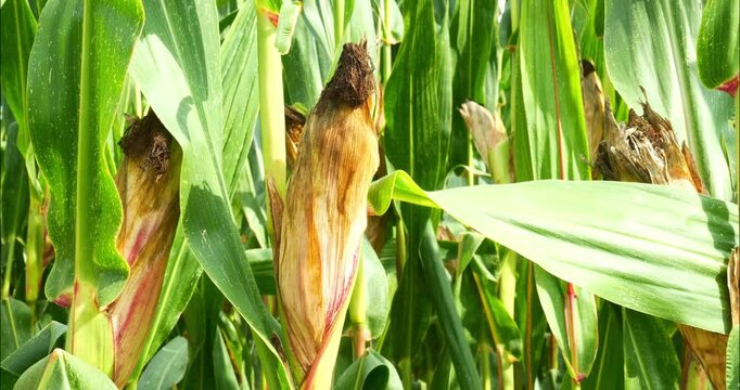 Corn fields before the fall harvest. maize,